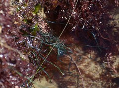 Chaetomorpha spiralis