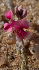 Indigofera auricoma
