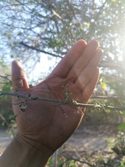 Achatocarpus oaxacanus