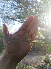 Achatocarpus oaxacanus