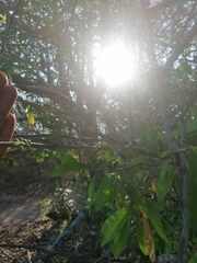 Achatocarpus oaxacanus