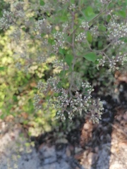 Salpianthus arenarius