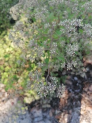 Salpianthus arenarius