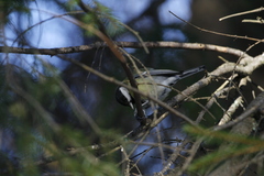 Parus major