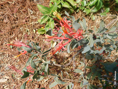 Tristerix verticillatus