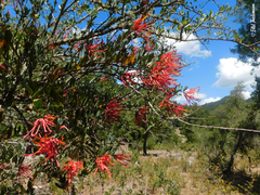 Tristerix verticillatus
