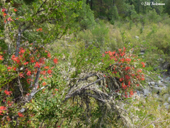 Tristerix verticillatus