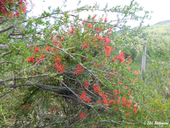 Tristerix verticillatus