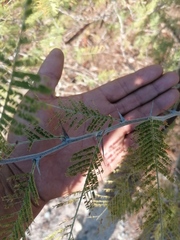 Vachellia campechiana