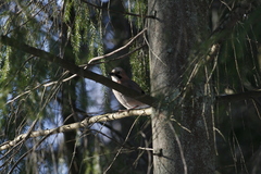 Garrulus glandarius