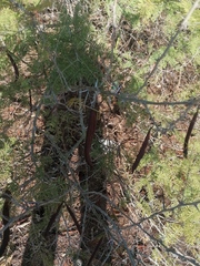 Vachellia campechiana