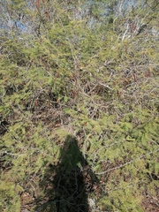 Vachellia campechiana