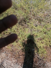 Vachellia campechiana