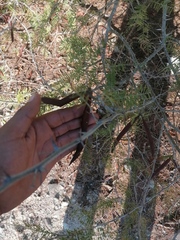 Vachellia campechiana