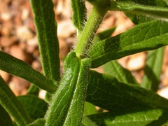 Asclepias tuberosa interior