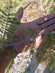 Vachellia campechiana