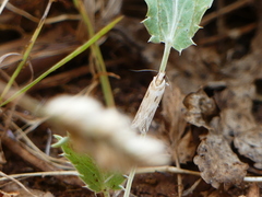 Stomopteryx detersella