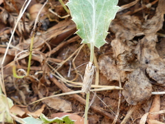 Stomopteryx detersella