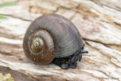 Macrocyclis peruvianus