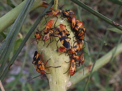 Oncopeltus cingulifer