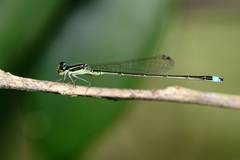 Argentagrion ambiguum