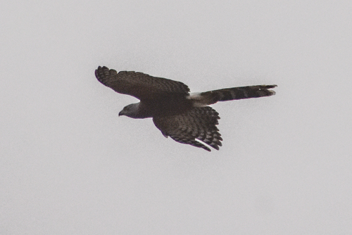 Long-tailed Hawk (Urotriorchis macrourus), photo 8
