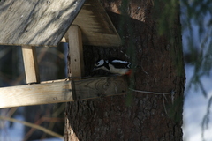 Dendrocopos major
