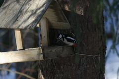 Dendrocopos major