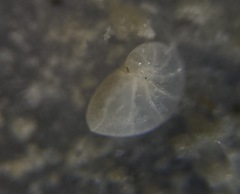 Nonionidae