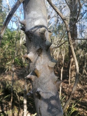 Zanthoxylum arborescens
