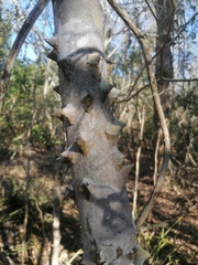 Zanthoxylum arborescens