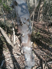 Zanthoxylum arborescens