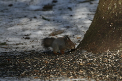 Sciurus vulgaris