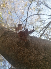 Xylosma horrida