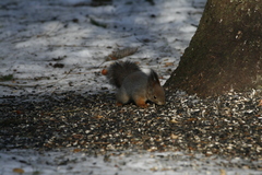 Sciurus vulgaris
