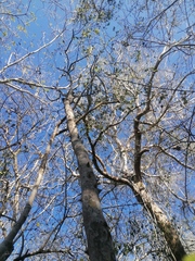 Zanthoxylum arborescens