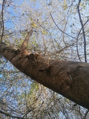 Xylosma horrida