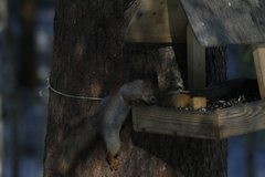 Sciurus vulgaris