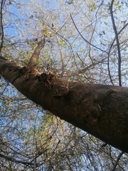 Xylosma horrida