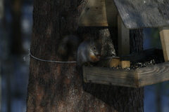 Sciurus vulgaris