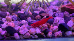 Neocaridina davidi