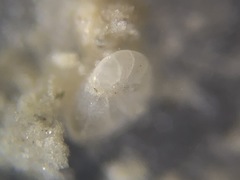Nonionidae