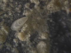 Nonionidae