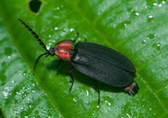 Pyrocoelia sanguiniventer