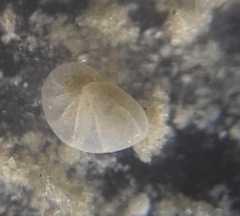 Nonionidae