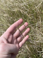 Bothriochloa pertusa