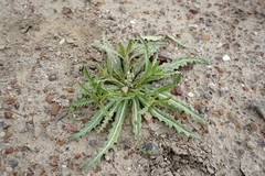 Neotorularia torulosa