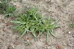 Neotorularia torulosa