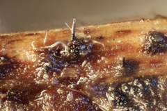 Apiognomonia hystrix