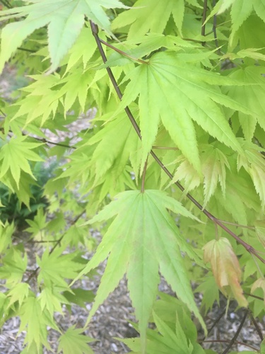 Acer tenuifolium iNat (3)